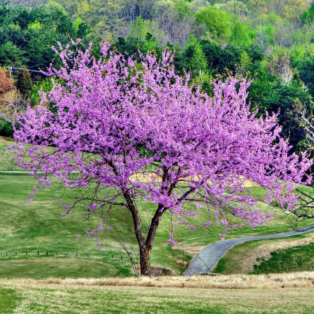 REDBUD, FOREST PANSY, CLP, 5' CBB