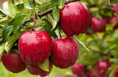 APPLE, RED DELICIOUS, 2" BB