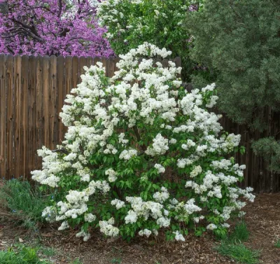 LILAC, COMMON WHITE, 30" BB