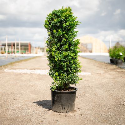 BOXWOOD, DEE RUNK, #7