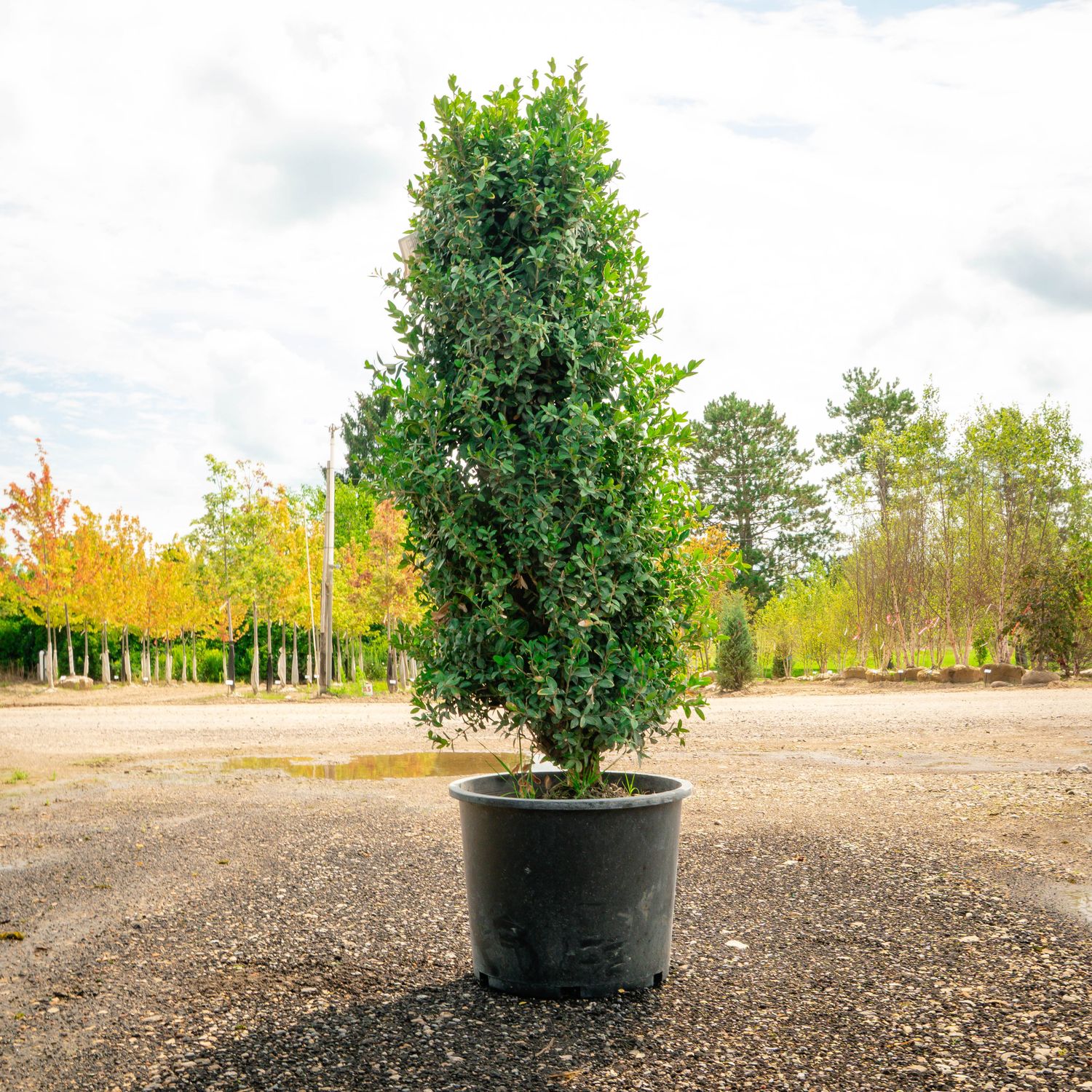 BOXWOOD, DEE RUNK, #7
