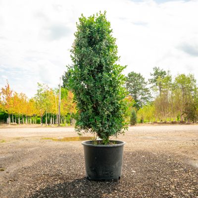 BOXWOOD, DEE RUNK, #7