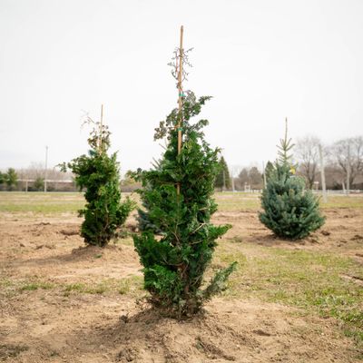 HINOKI, GRACILIS, 4-5' BB