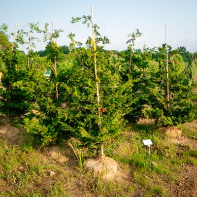 HINOKI, GRACILIS, 4-5' BB