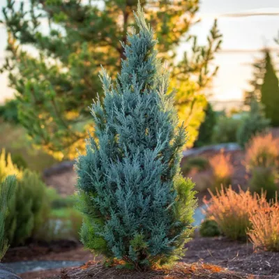 JUNIPER, BLUE POINT, 5' BB