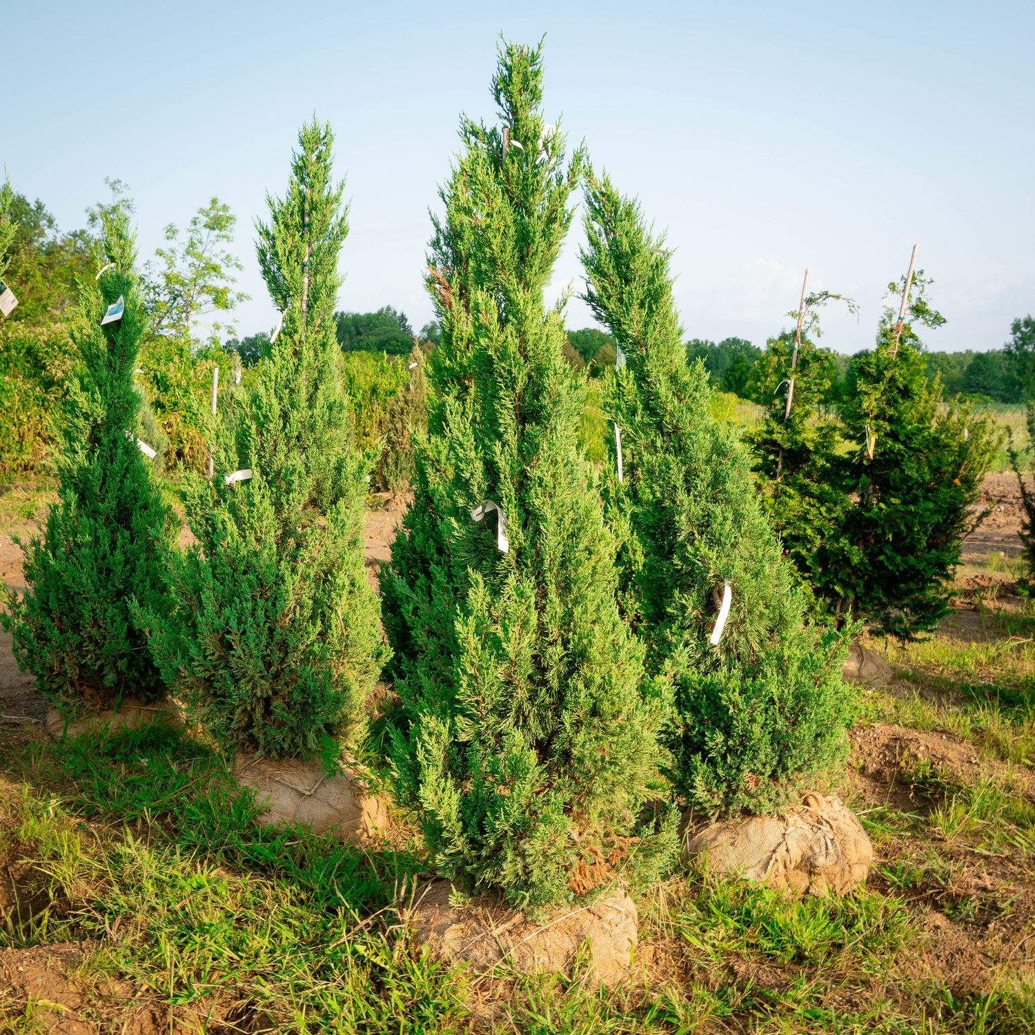 JUNIPER, BLUE POINT, 5' BB