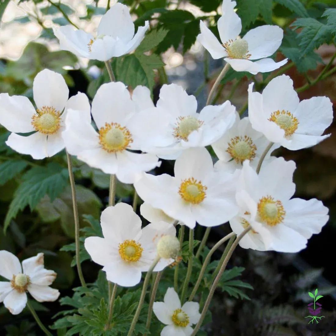 ANEMONE, SNOW DROP, #1