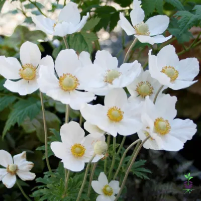 ANEMONE, SNOW DROP, #1