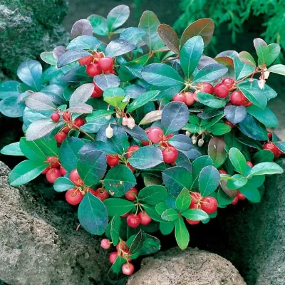 GAULTHERIA, CHERRY BERRIES, #1