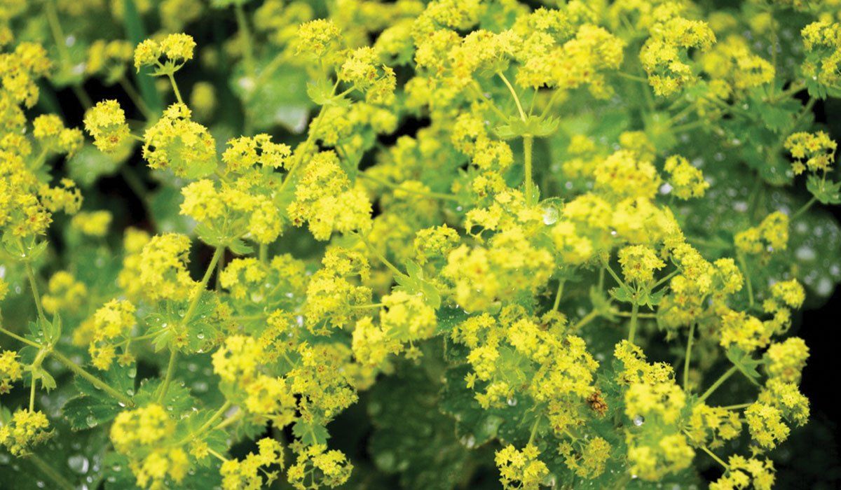 ALCHEMILLA, LADY'S MANTLE, #1