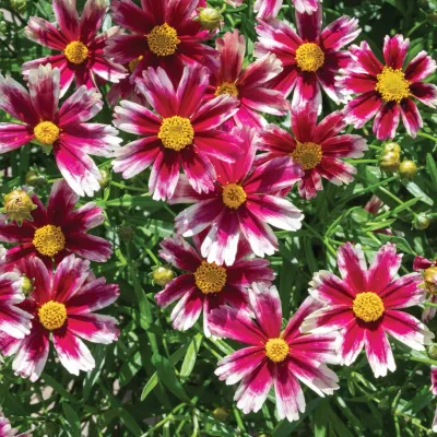 COREOPSIS, LIL' BANG, CANDYSTRIPES, #1