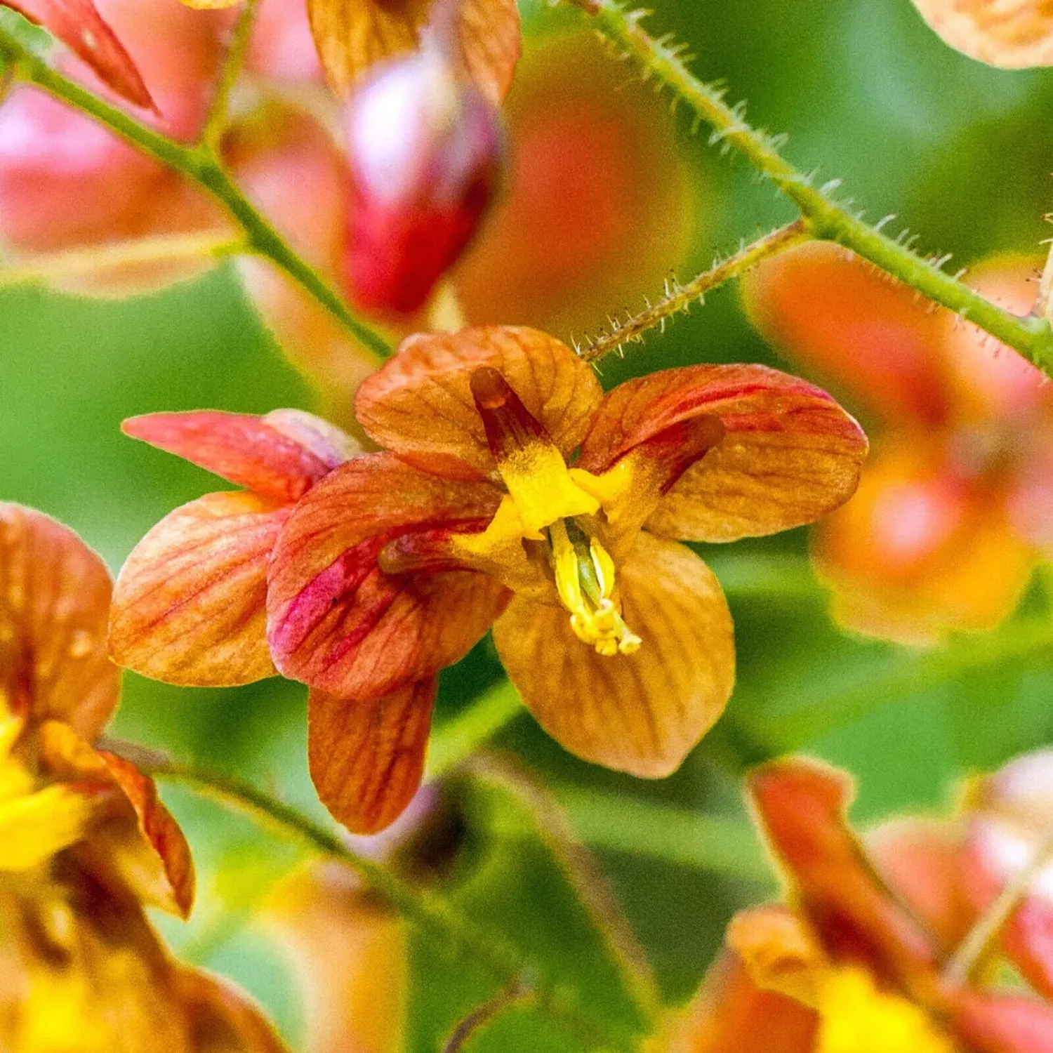EPIMEDIUM X WARLEYENSE, #1