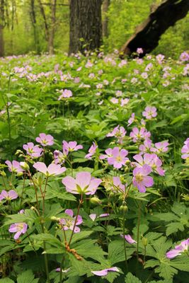 GERANIUM, MAC., WILD GERANIUM, #1