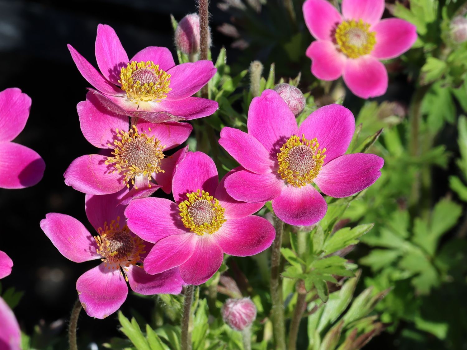 ANEMONE, SPRING BEAUTY, #1