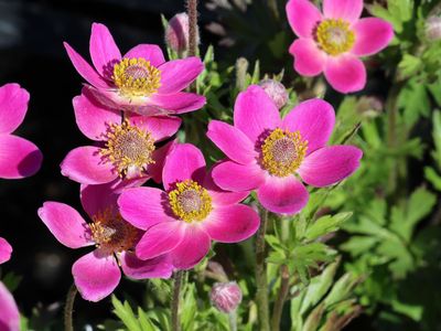 ANEMONE, SPRING BEAUTY, #1
