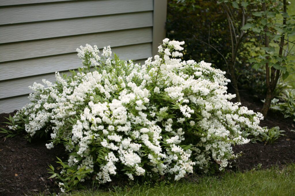 DEUTZIA, NIKKO, #2