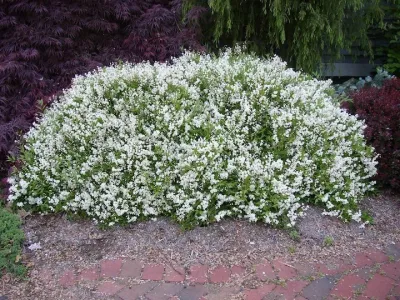 DEUTZIA, NIKKO  #2