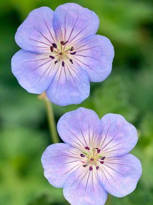 GERANIUM, AZURE RUSH, #1