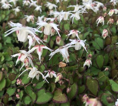 EPIMEDIUM, AFTER MIDNIGHT, #1