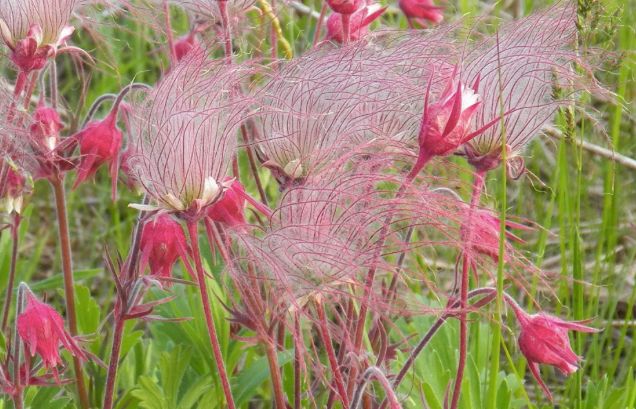 GEUM TRIFLORUM, #1