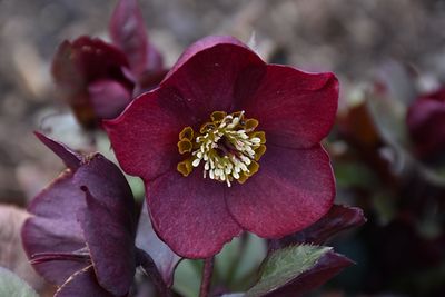 HELLEBORE, ROME IN RED, #1
