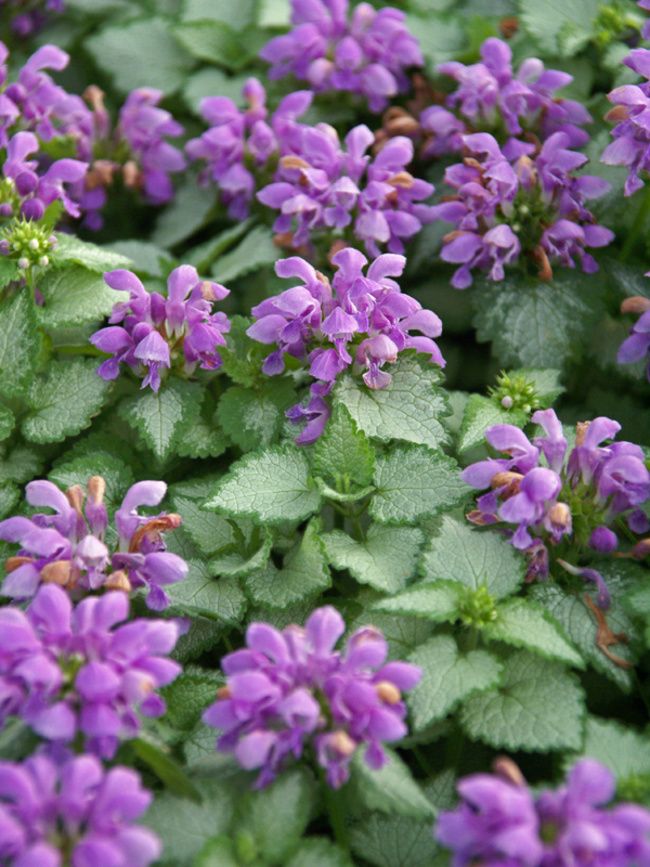 LAMIUM, ORCHID FROST, #1