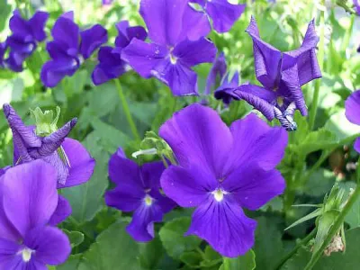 VIOLA, PURPLE SHOWERS, #1