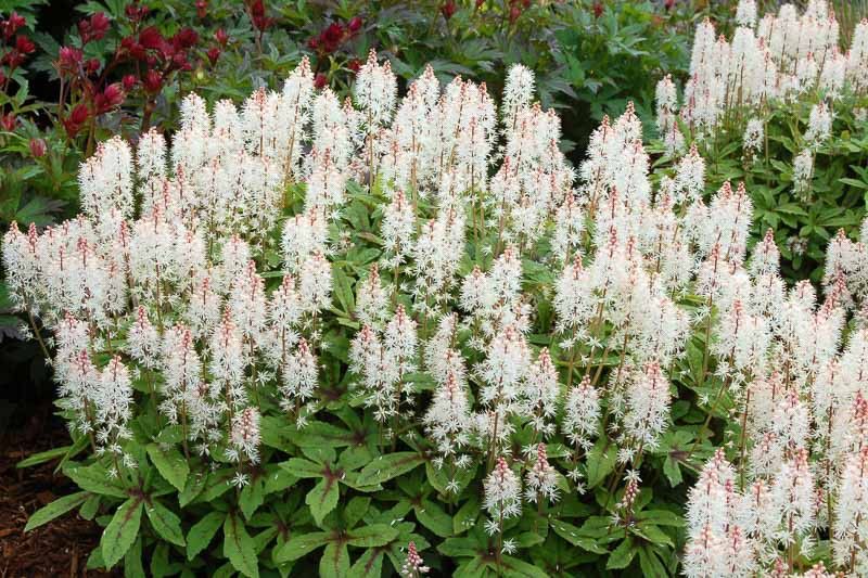 TIARELLA, SPRING SYMPHONY