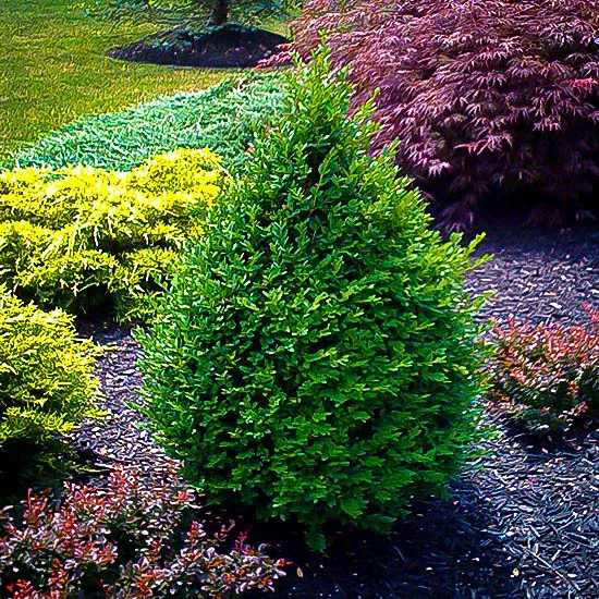 BOXWOOD, GREEN MOUNTAIN, #7
