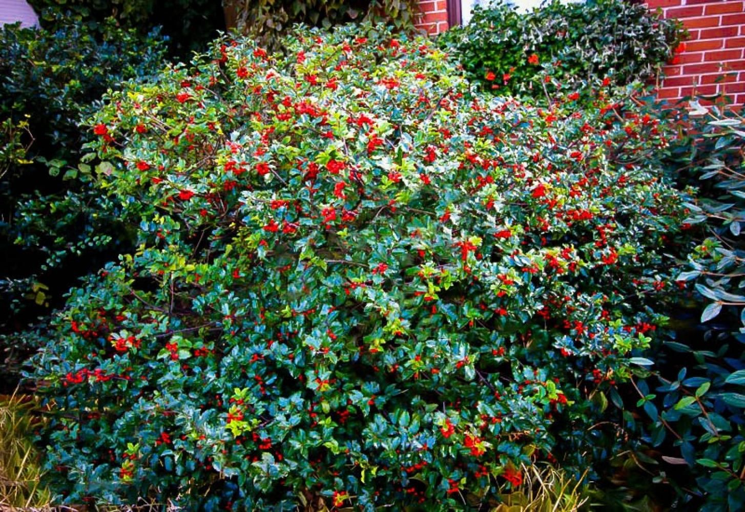 HOLLY (ILEX) BLUE PRICESS, #3