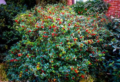 HOLLY (ILEX) BLUE PRICESS, #3