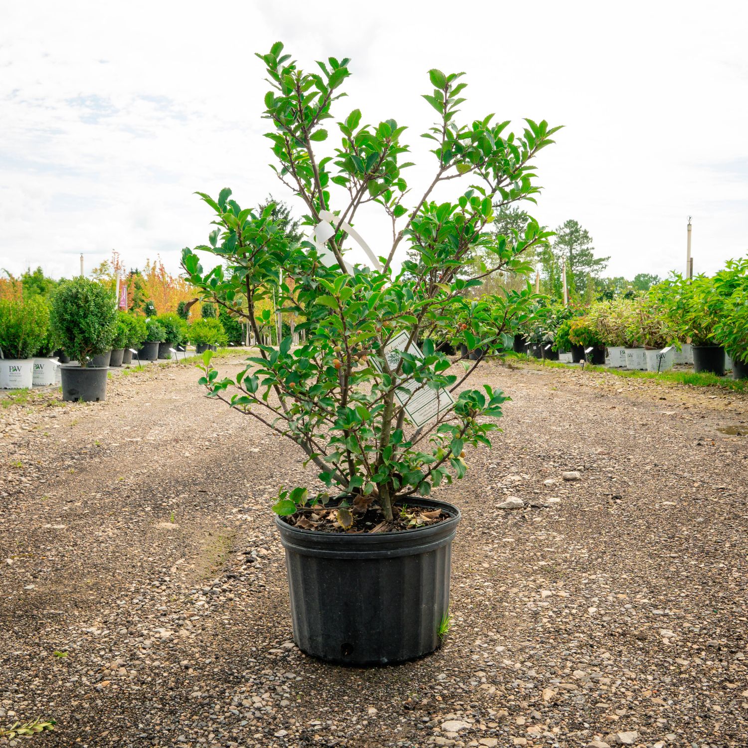 HOLLY (ILEX) BLUE PRICESS, #3