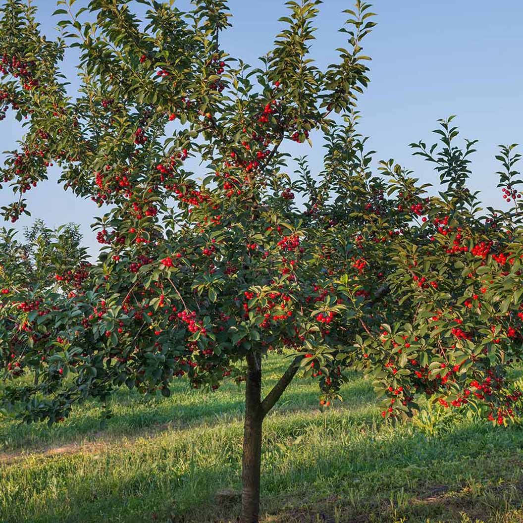 CHERRY, STELLA, 1.75" BB