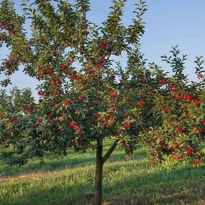 CHERRY, STELLA, 1.75" BB