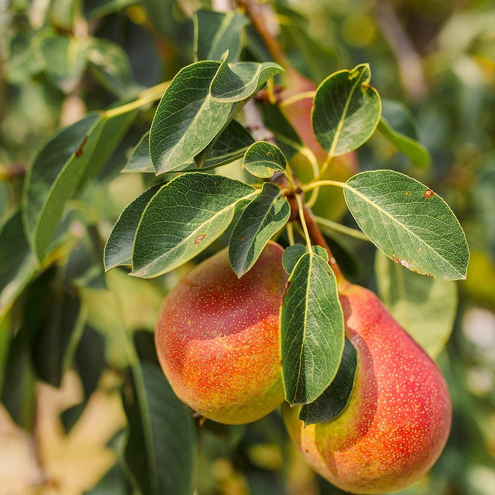 PEAR, SUMMERCRISP, 1.75 BB