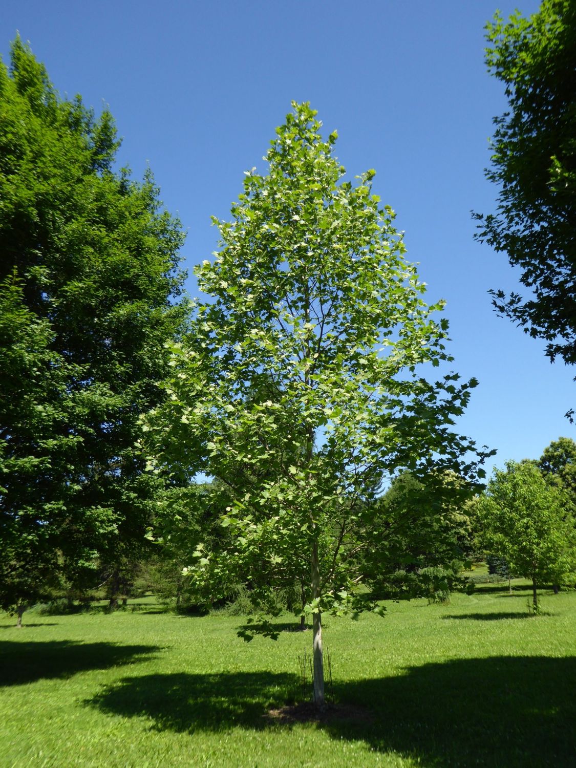 LONDON PLANETREE, EXCLAMATION, #20