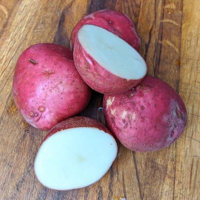 SEED POTATO, RED NORLAND, 5#