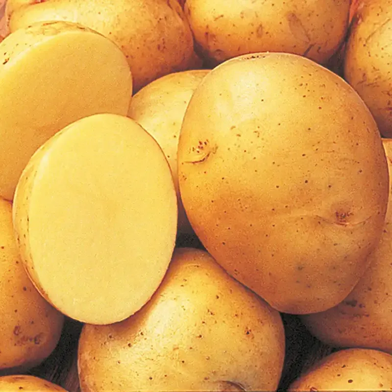 SEED POTATO, YUKON GOLD, 5#