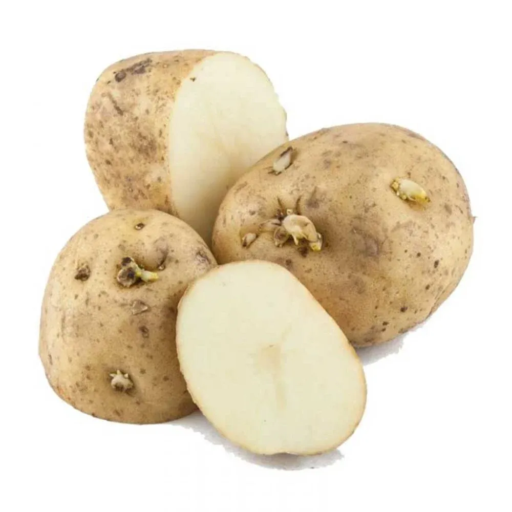 SEED POTATO, KENNEBEC, 5#