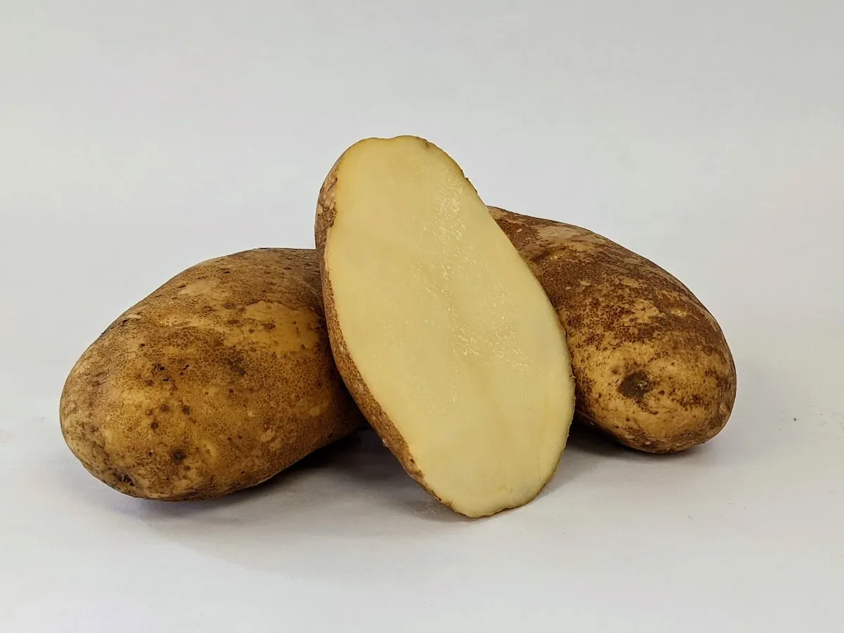 SEED POTATO, RUSSETT, 5#