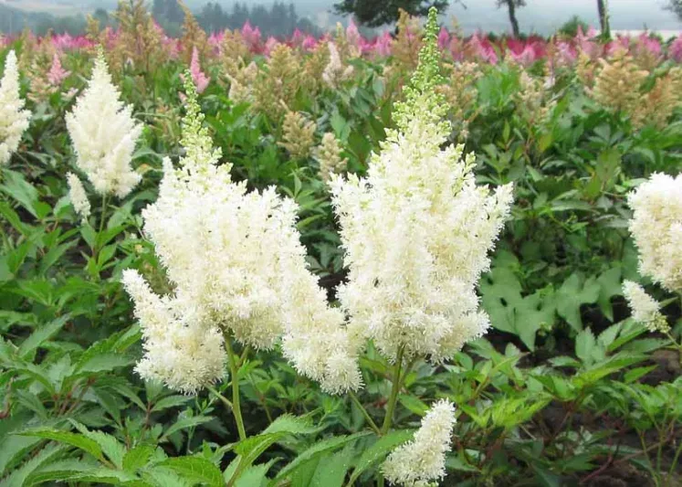 ASTILBE, WHITE GLORIA, #1