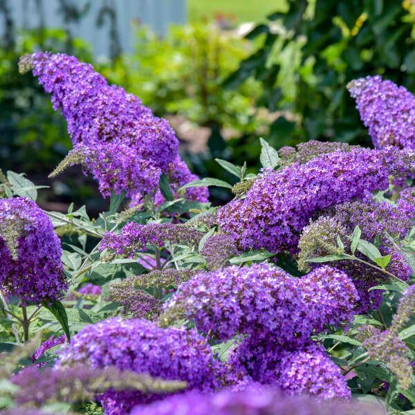 BUDDLEIA, MINI MARVEL, VIOLET WATERFALL, #2