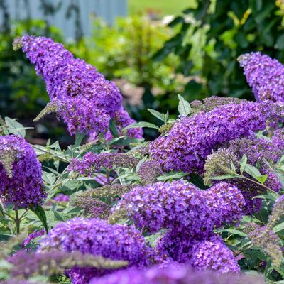 BUDDLEIA, MINI MARVEL, VIOLET WATERFALL, #2