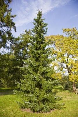 SERBIAN SPRUCE, 5', BB