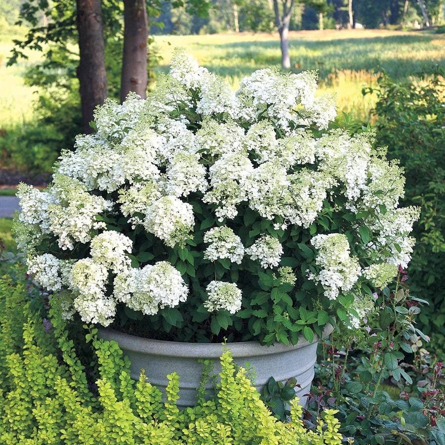 HYDRANGEA, BOBO, #2