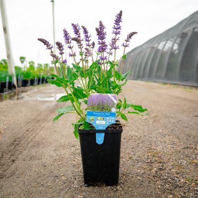 SALVIA, BLUE BY YOU, #1