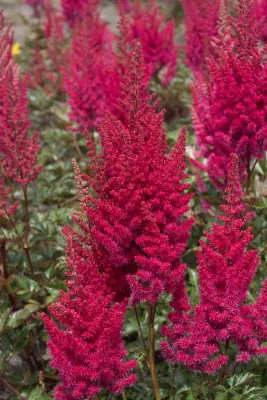 ASTILBE, LOWLAND RUBY RED, #1