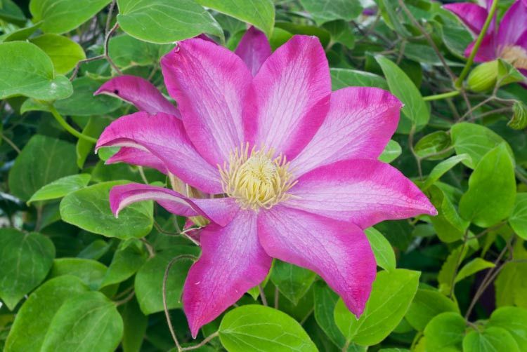 CLEMATIS, PINK CHAMPAGNE
