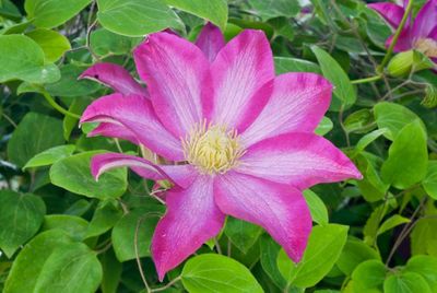 CLEMATIS, PINK CHAMPAGNE