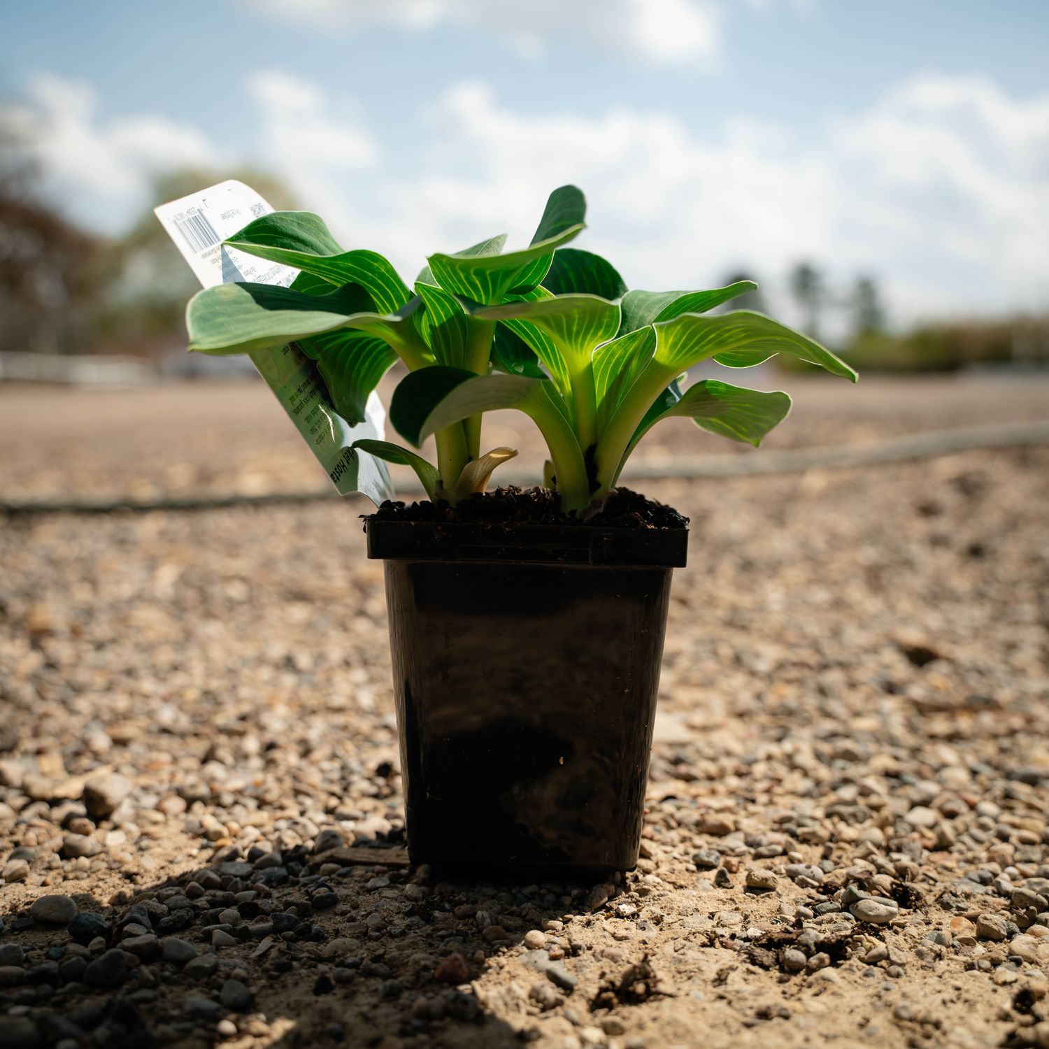 HOSTA, BLUE MOUSE EARS, 3.25